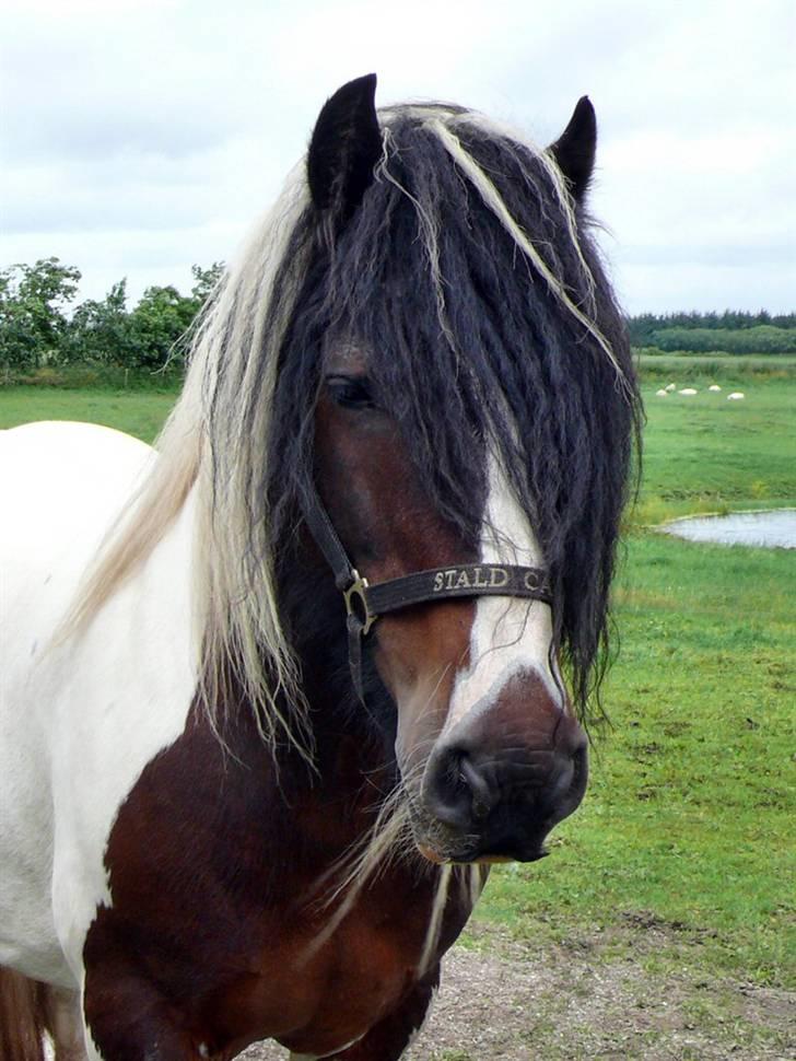 Tinker Viktor K Skønhest - - og kan være sååå stædig! billede 3
