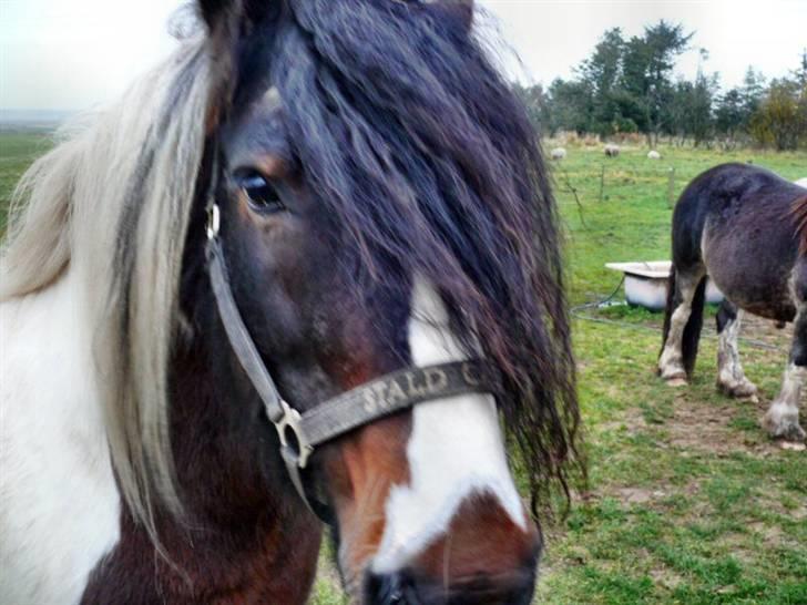 Tinker Viktor K Skønhest - Men er altid venlig -  billede 4