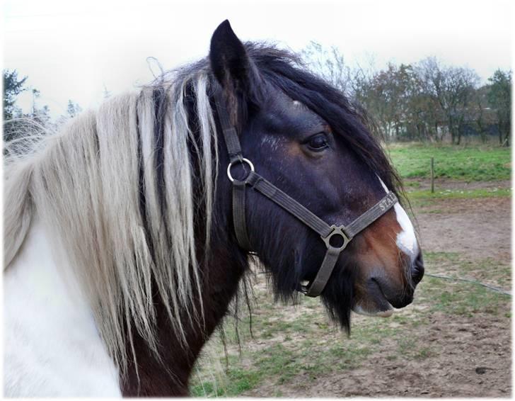 Tinker Viktor K Skønhest -  - og samarbejder, når vi er partnere. billede 5