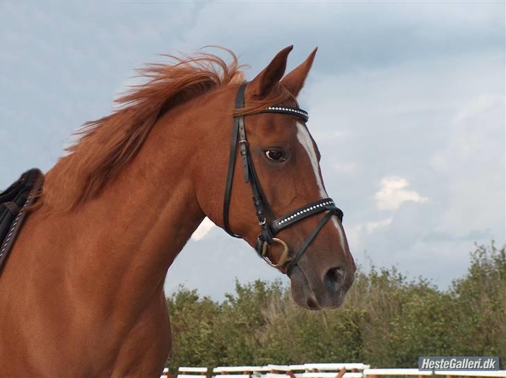 Anden særlig race Gloster Solgt billede 16