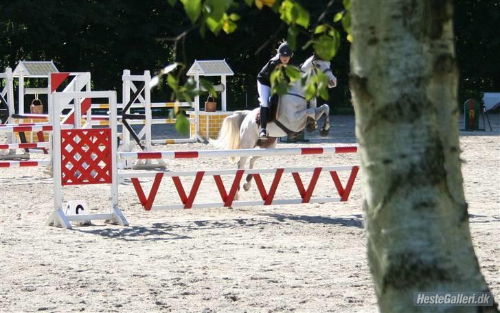 Anden særlig race Prins Abdullah billede 2