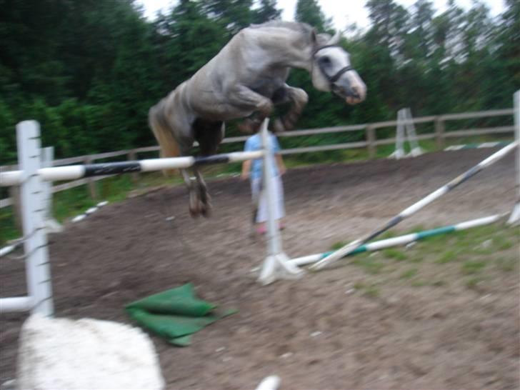 Anden særlig race Prins Abdullah - Sindsyge pony, der springer over dét på 145 istedet for det lille .. :) billede 3
