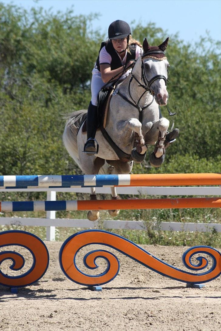 Anden særlig race Prins Abdullah - Mb billede 5