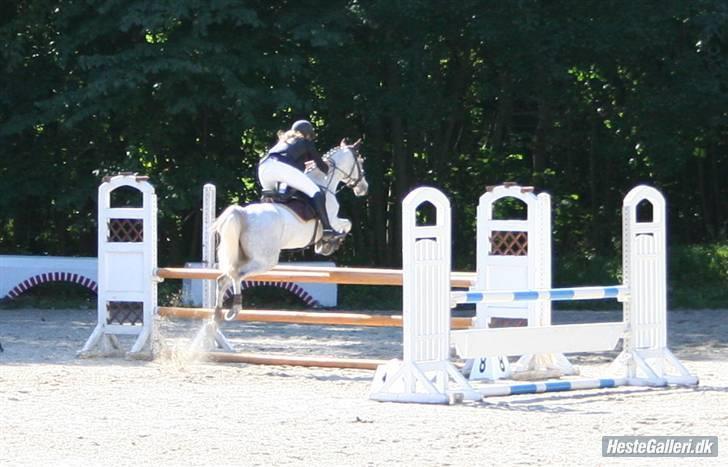 Anden særlig race Prins Abdullah - La billede 7