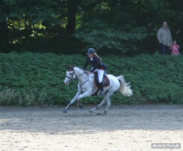 Anden særlig race Prins Abdullah billede 11