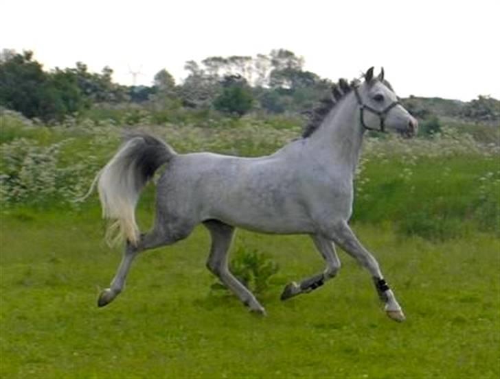 Anden særlig race Prins Abdullah billede 14