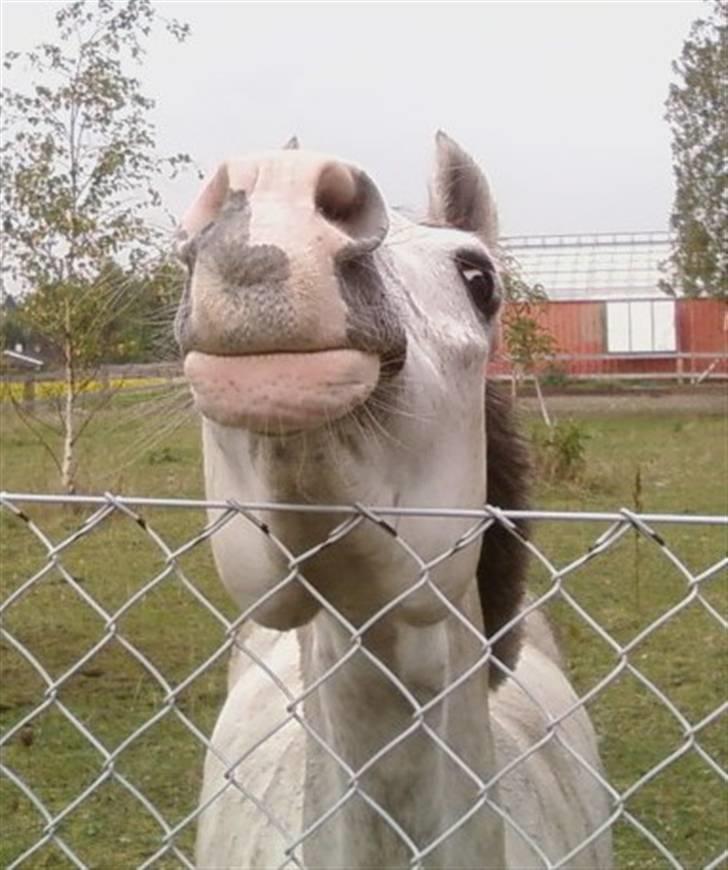 Anden særlig race Prins Abdullah billede 17