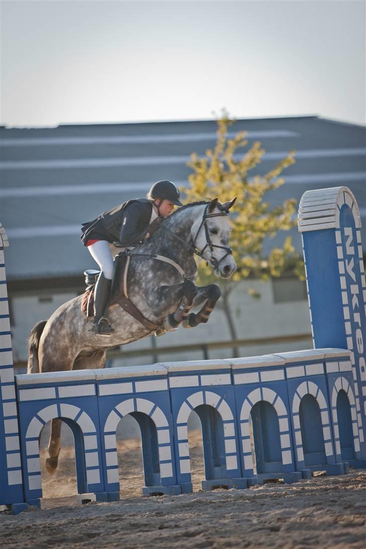 New Forest Luxas - Super nice - LA på BAR :D billede 1