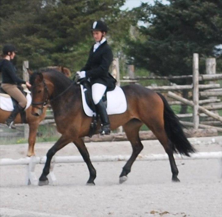 Anden særlig race Victoria - Victoria i LA3 :D billede 20