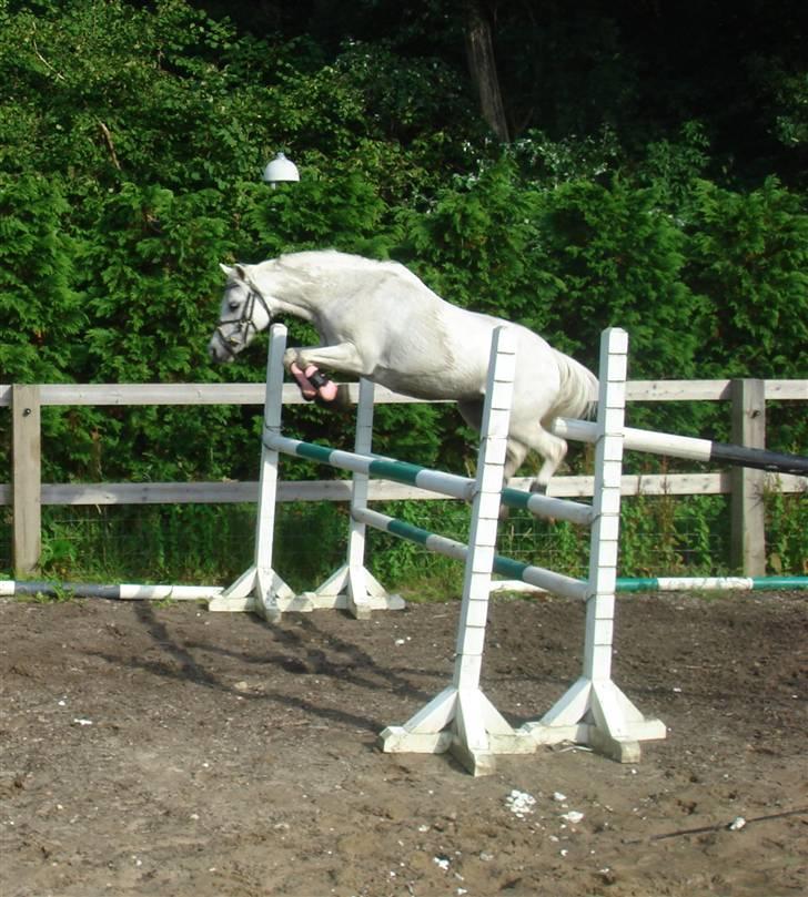 Welsh Mountain (sec A) * Prinsesse Perle <'3 RIP billede 1