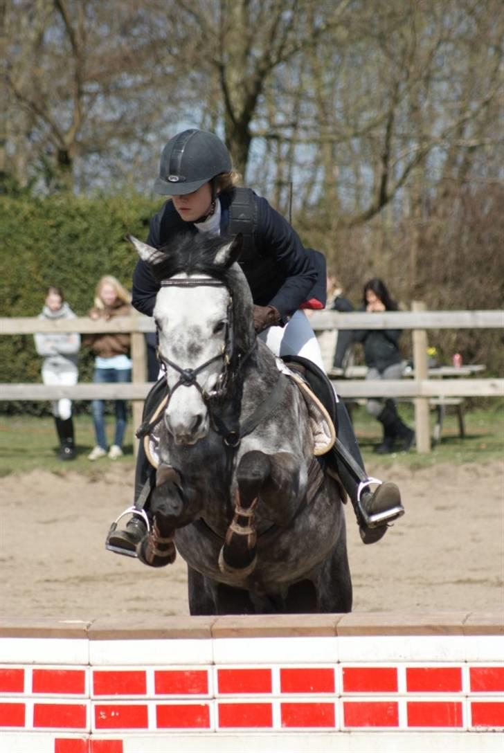 New Forest Luxas - Spriiiiiiiing lille pony ! :D  LA - Dyresten (Foto: Linda B) billede 3