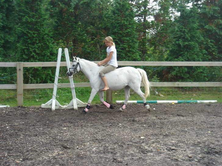 Welsh Mountain (sec A) * Prinsesse Perle <'3 RIP billede 2