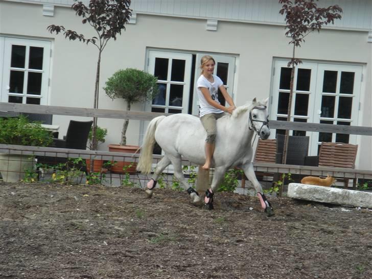 Welsh Mountain (sec A) * Prinsesse Perle <'3 RIP billede 3