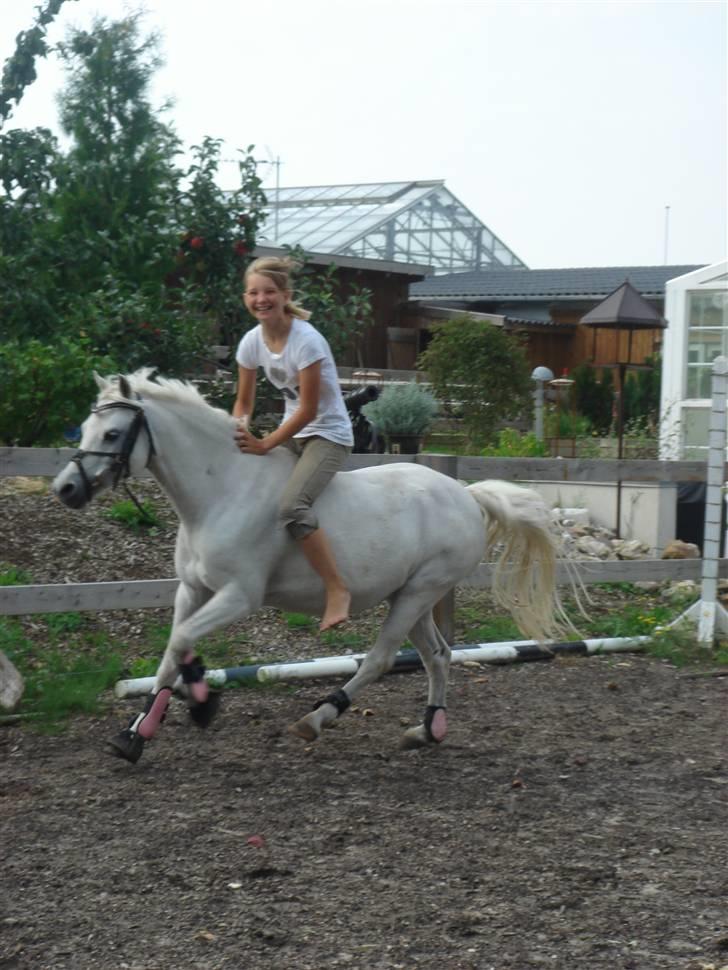 Welsh Mountain (sec A) * Prinsesse Perle <'3 RIP billede 5