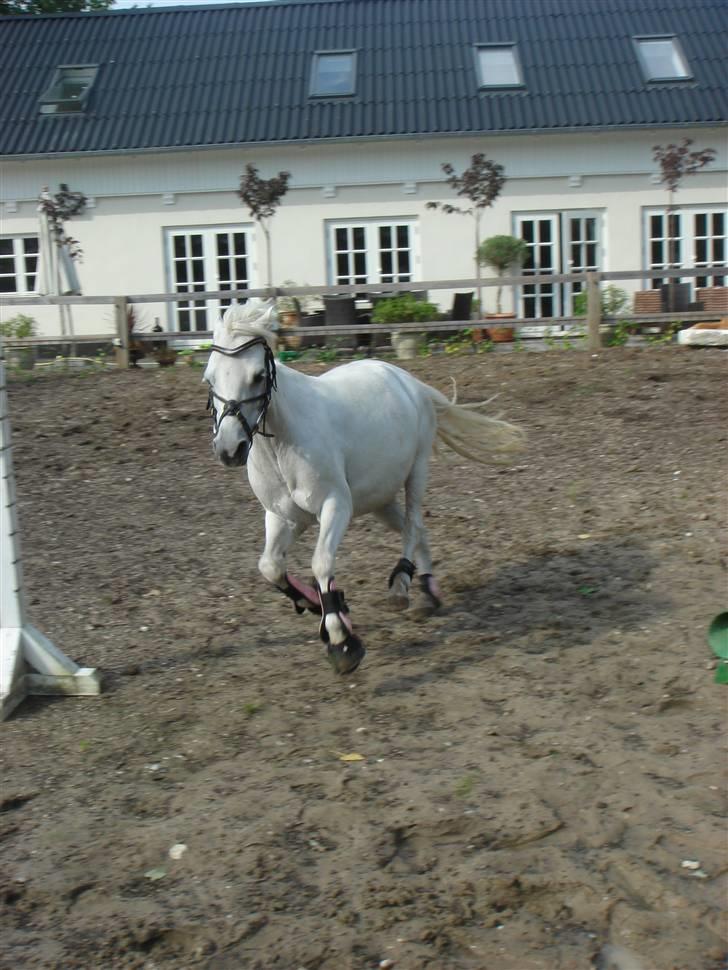 Welsh Mountain (sec A) * Prinsesse Perle <'3 RIP billede 6