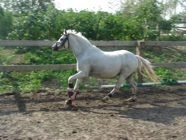 Welsh Mountain (sec A) * Prinsesse Perle <'3 RIP billede 7