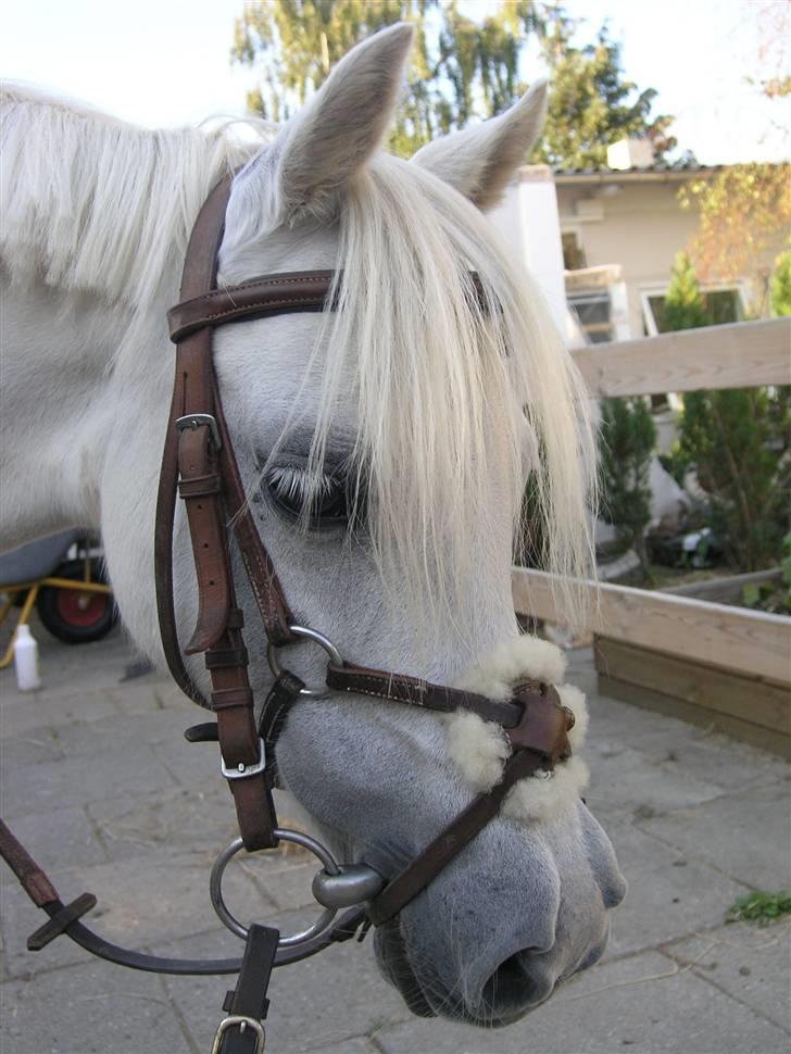 Welsh Mountain (sec A) * Prinsesse Perle <'3 RIP billede 8