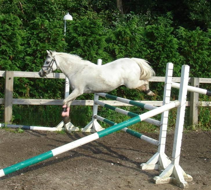 Welsh Mountain (sec A) * Prinsesse Perle <'3 RIP billede 9