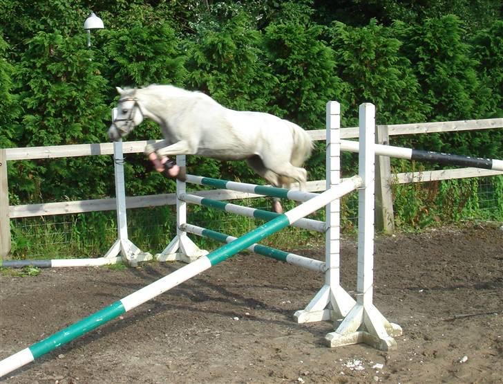 Welsh Mountain (sec A) * Prinsesse Perle <'3 RIP billede 10