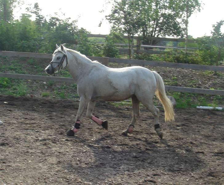 Welsh Mountain (sec A) * Prinsesse Perle <'3 RIP billede 11