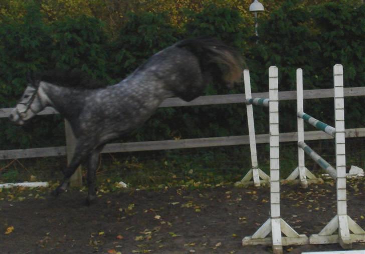 New Forest Luxas billede 14