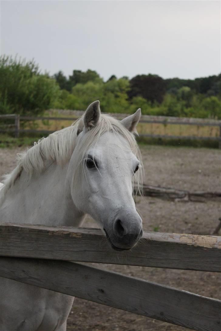 Welsh Mountain (sec A) * Prinsesse Perle <'3 RIP billede 12