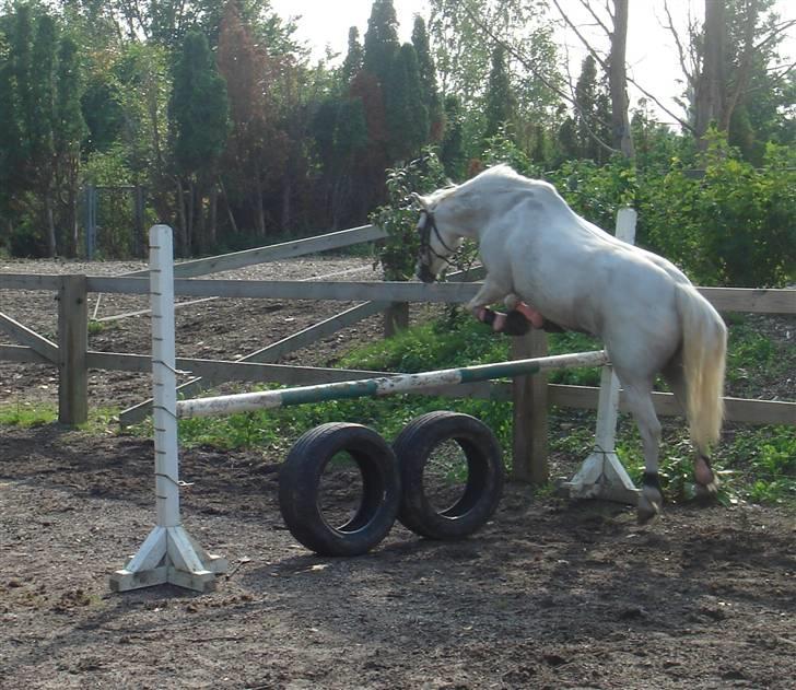 Welsh Mountain (sec A) * Prinsesse Perle <'3 RIP billede 13