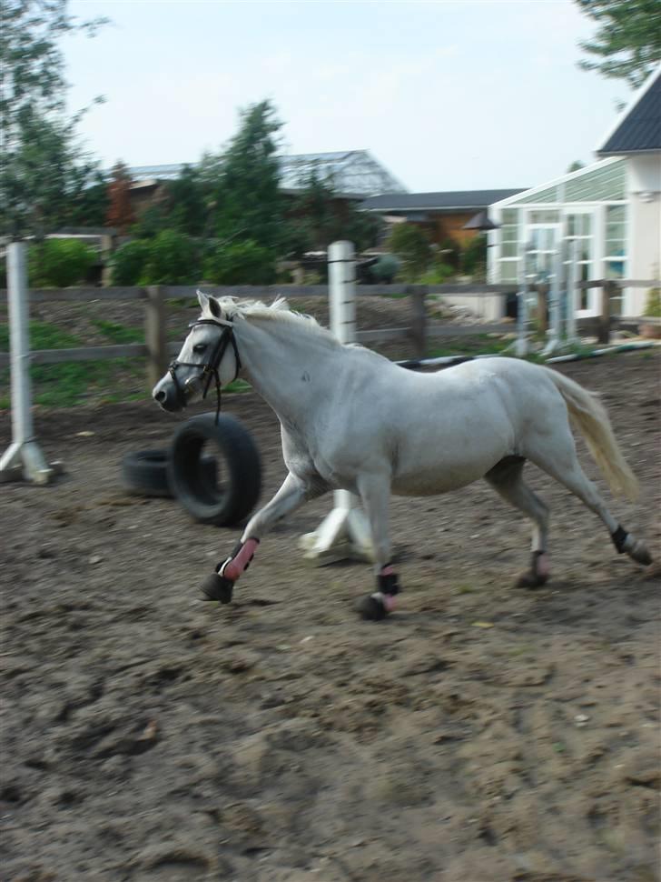 Welsh Mountain (sec A) * Prinsesse Perle <'3 RIP billede 14