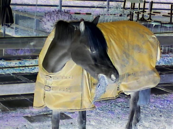 Welsh Mountain (sec A) * Prinsesse Perle <'3 RIP billede 15