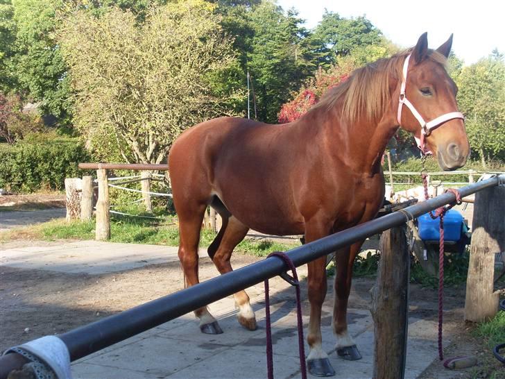 Frederiksborg Lanet Fuglebjerg billede 11