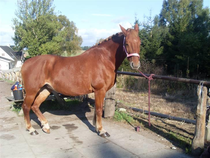 Frederiksborg Lanet Fuglebjerg billede 12