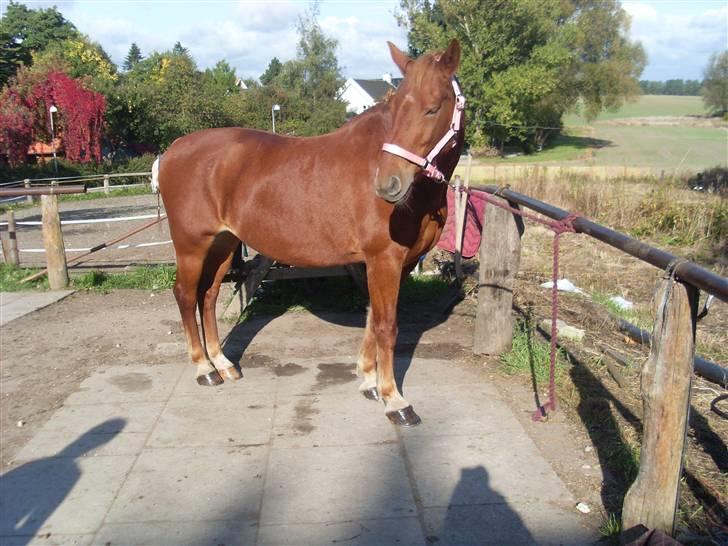 Frederiksborg Lanet Fuglebjerg billede 13