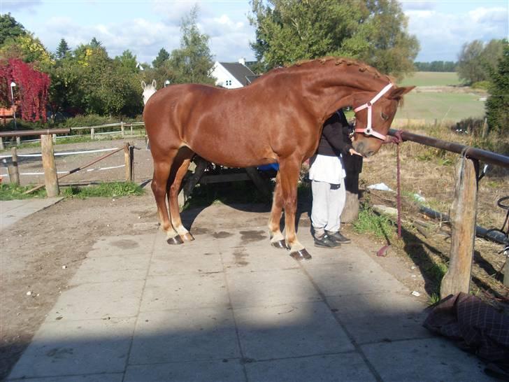 Frederiksborg Lanet Fuglebjerg billede 14