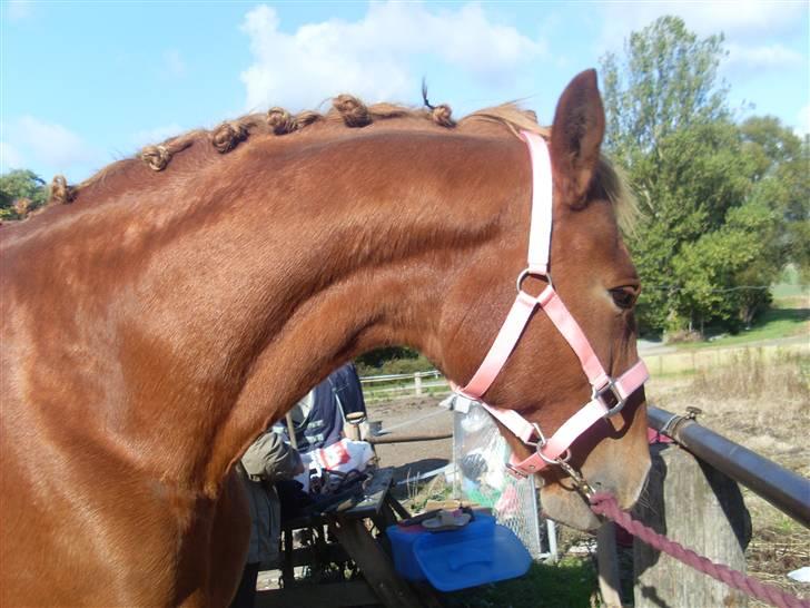 Frederiksborg Lanet Fuglebjerg billede 16