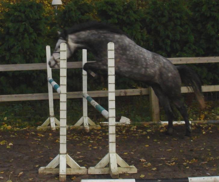 New Forest Luxas billede 16