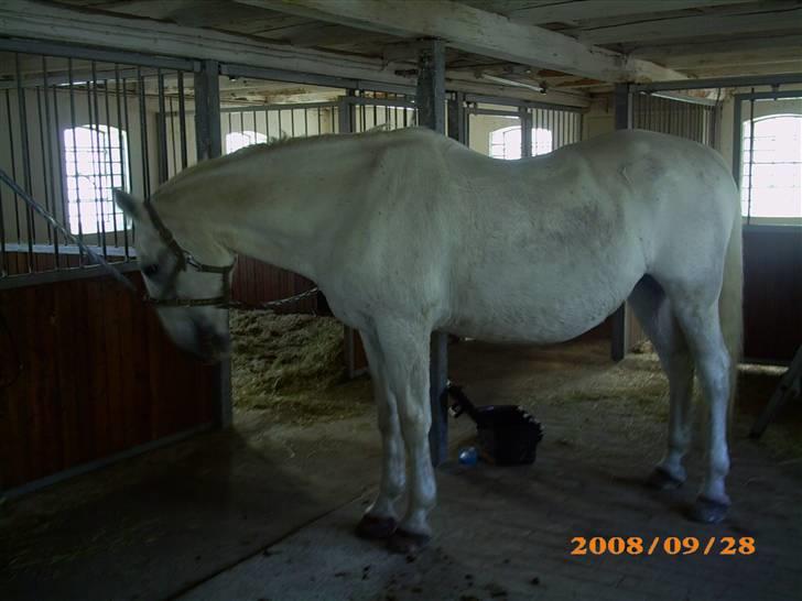 Lipizzaner Conversano Szanzaarri. Himmelhest billede 12