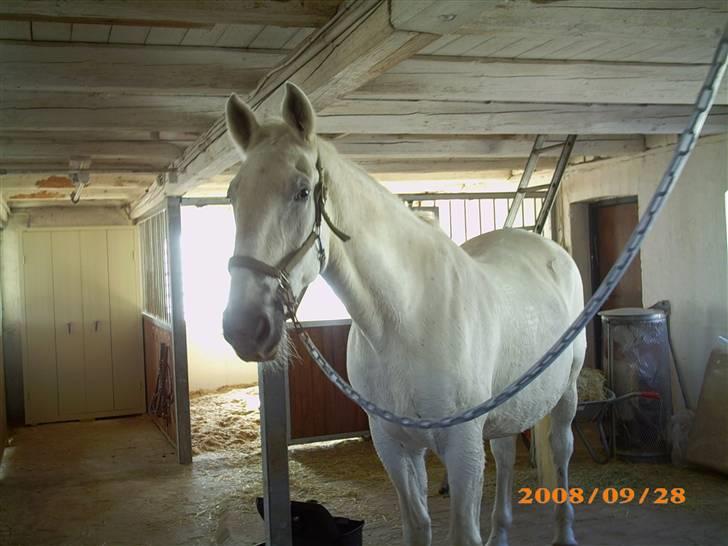 Lipizzaner Conversano Szanzaarri. Himmelhest billede 13