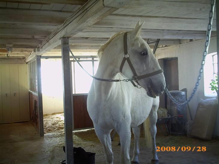 Lipizzaner Conversano Szanzaarri. Himmelhest billede 14