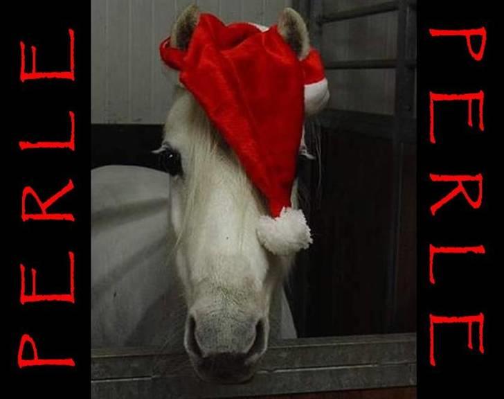 Welsh Mountain (sec A) * Prinsesse Perle <'3 RIP billede 16