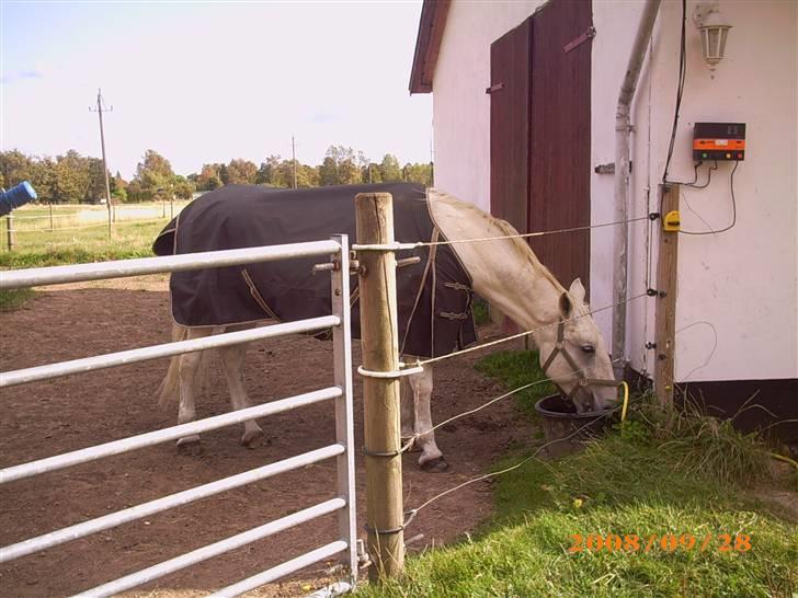 Lipizzaner Conversano Szanzaarri. Himmelhest billede 15