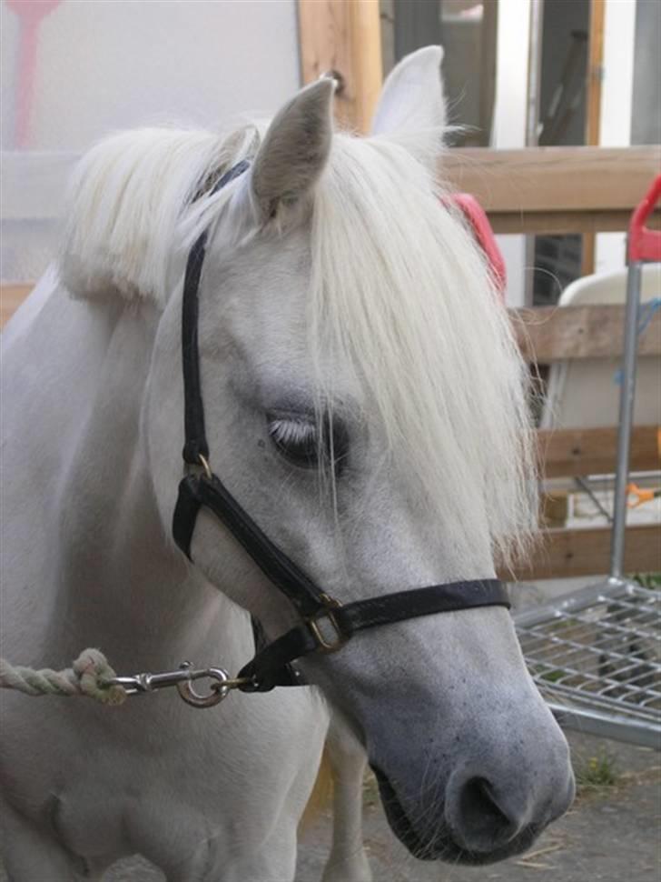 Welsh Mountain (sec A) * Prinsesse Perle <'3 RIP billede 17