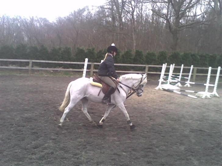 Welsh Mountain (sec A) * Prinsesse Perle <'3 RIP billede 18