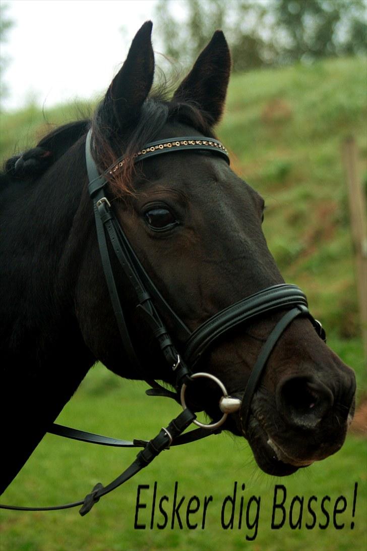 Anden særlig race Prins <3 - Billede nr.: 1* Velkommen til Prinses profil! Smid gerne en kommentar :D  FOTO: SHP<3 billede 1