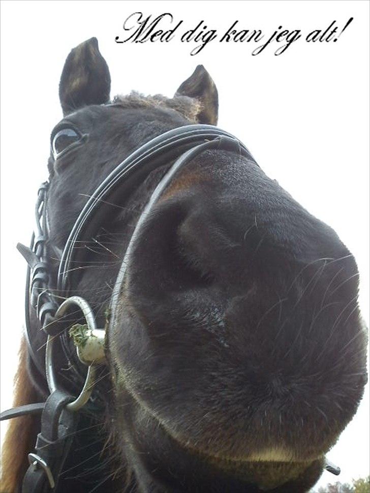 Anden særlig race Prins <3 - Billede nr.: 4* Du er min! og kun min!<3 billede 4