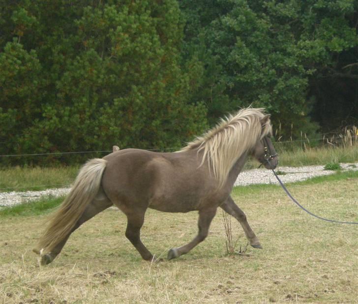 Islænder Solgt: Jóki fra Voreslyst billede 14