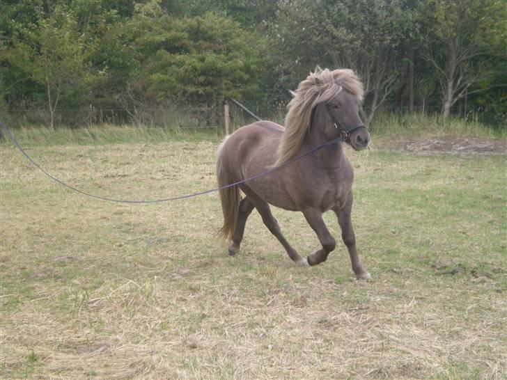 Islænder Solgt: Jóki fra Voreslyst billede 15