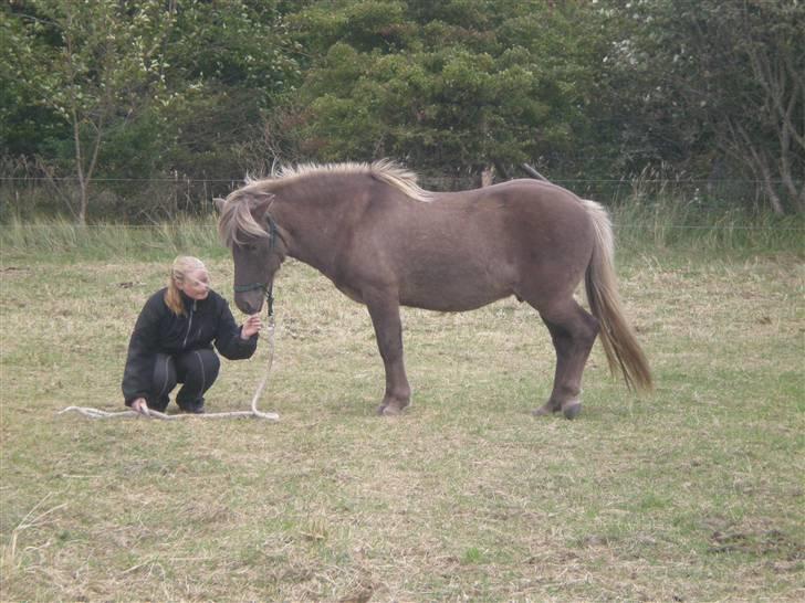 Islænder Solgt: Jóki fra Voreslyst billede 16