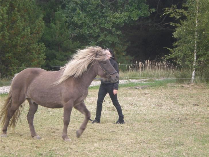 Islænder Solgt: Jóki fra Voreslyst billede 17
