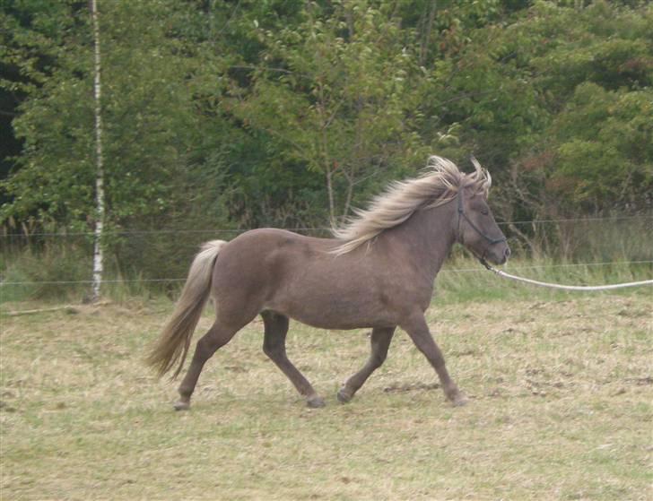 Islænder Solgt: Jóki fra Voreslyst billede 18