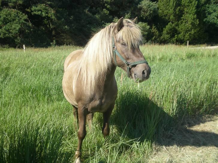 Islænder Solgt: Jóki fra Voreslyst billede 19